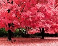 pic for Red Tree In Park 